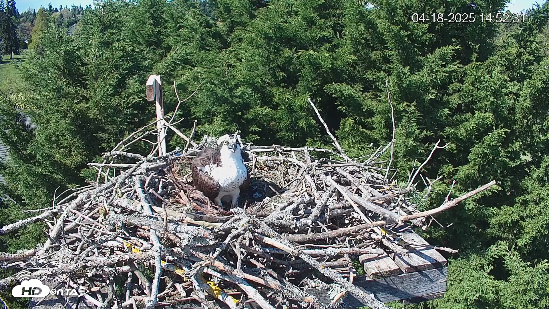 Snapshot of Medina Washington Live Osprey Nest Webcam taken Apr 18, 2025, 2:53pm PDT