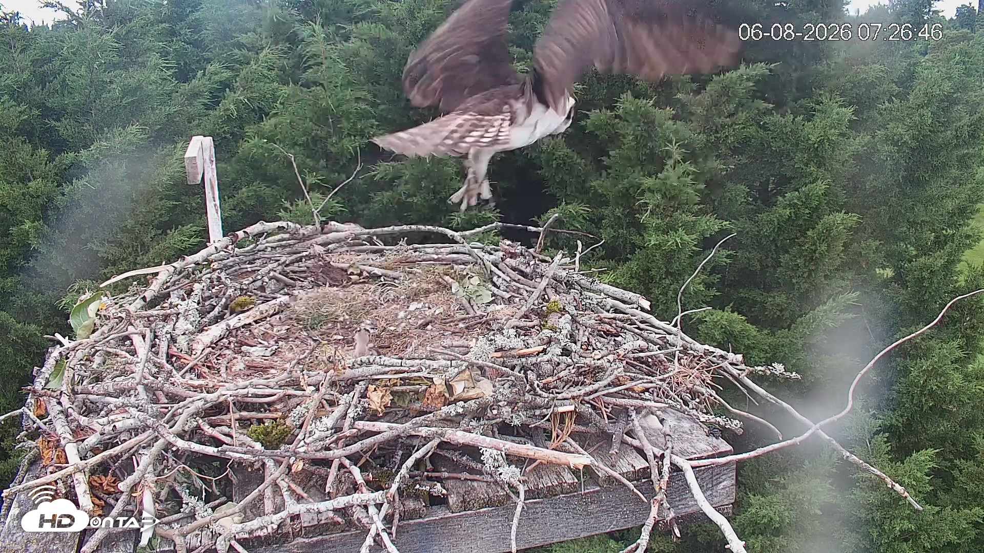 Snapshot of Medina Washington Live Osprey Nest Webcam taken Jun 8, 2026, 7:27am PDT