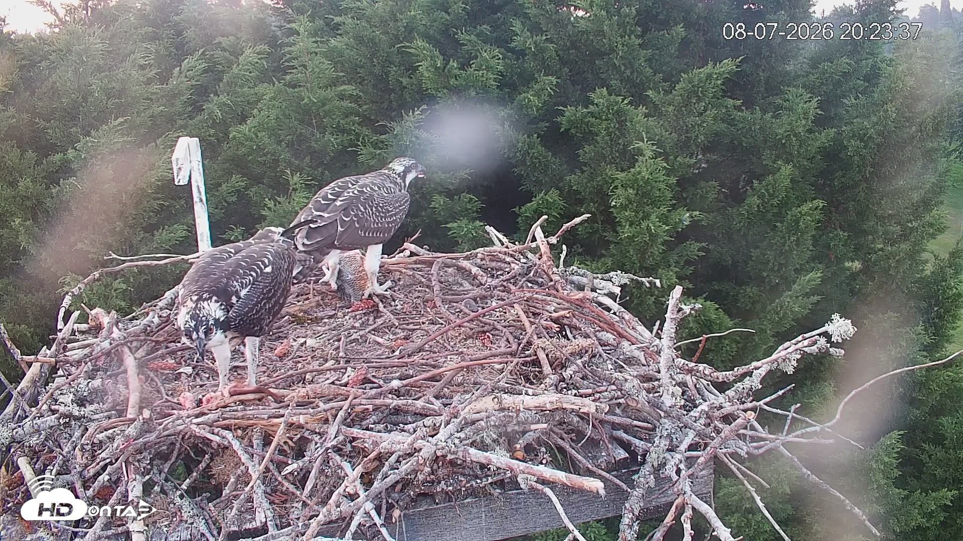 Snapshot of Medina Washington Live Osprey Nest Webcam taken Aug 7, 2026, 8:24pm PDT