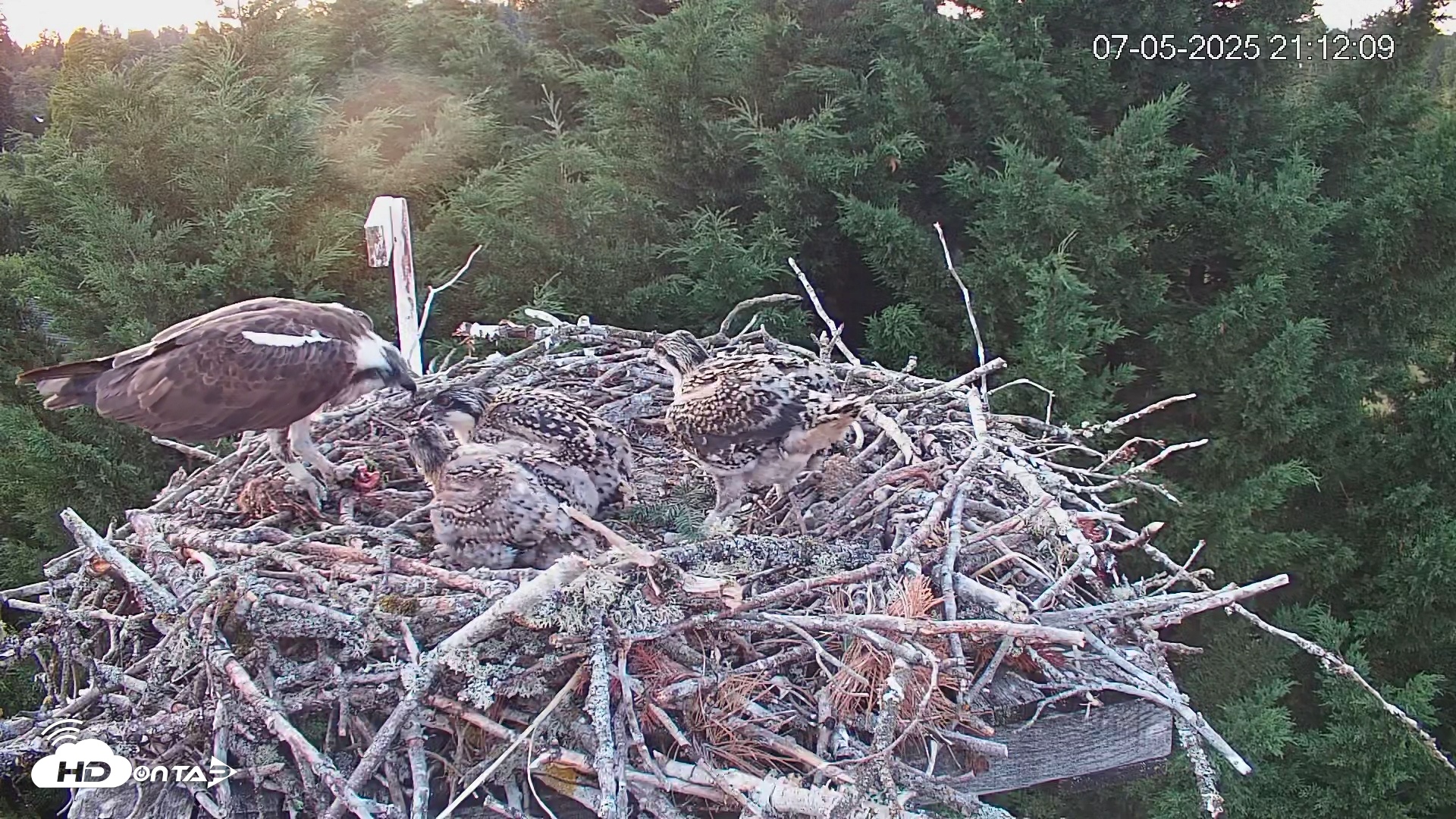 Snapshot of Medina Washington Live Osprey Nest Webcam taken Jul 5, 2025, 9:12pm PDT