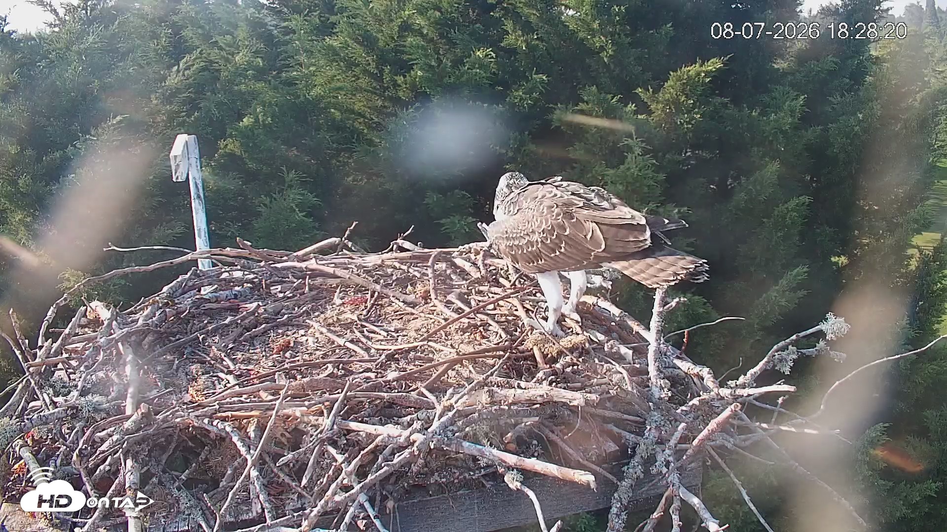Snapshot of Medina Washington Live Osprey Nest Webcam taken Aug 7, 2026, 6:29pm PDT
