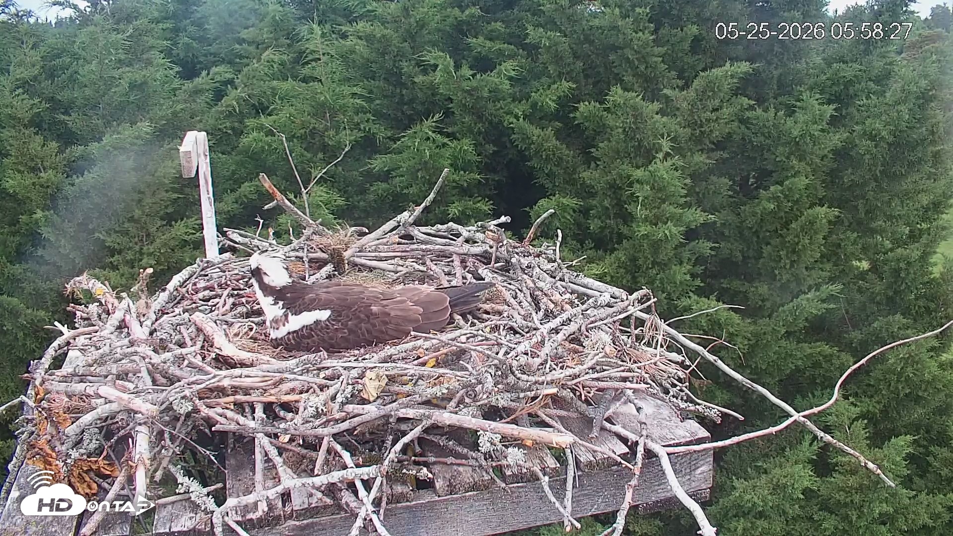 Snapshot of Medina Washington Live Osprey Nest Webcam taken May 25, 2026, 5:59am PDT