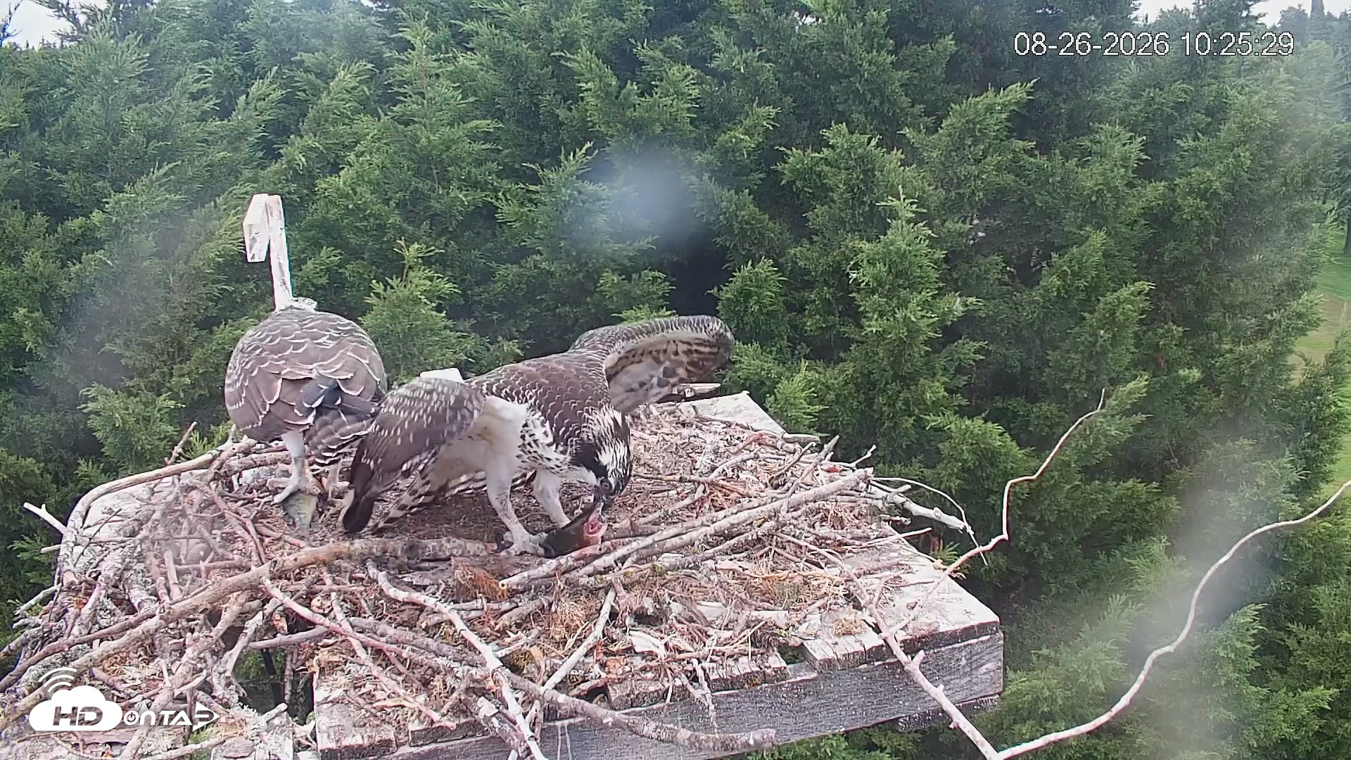 Snapshot of Medina Washington Live Osprey Nest Webcam taken Aug 26, 2026, 10:26am PDT