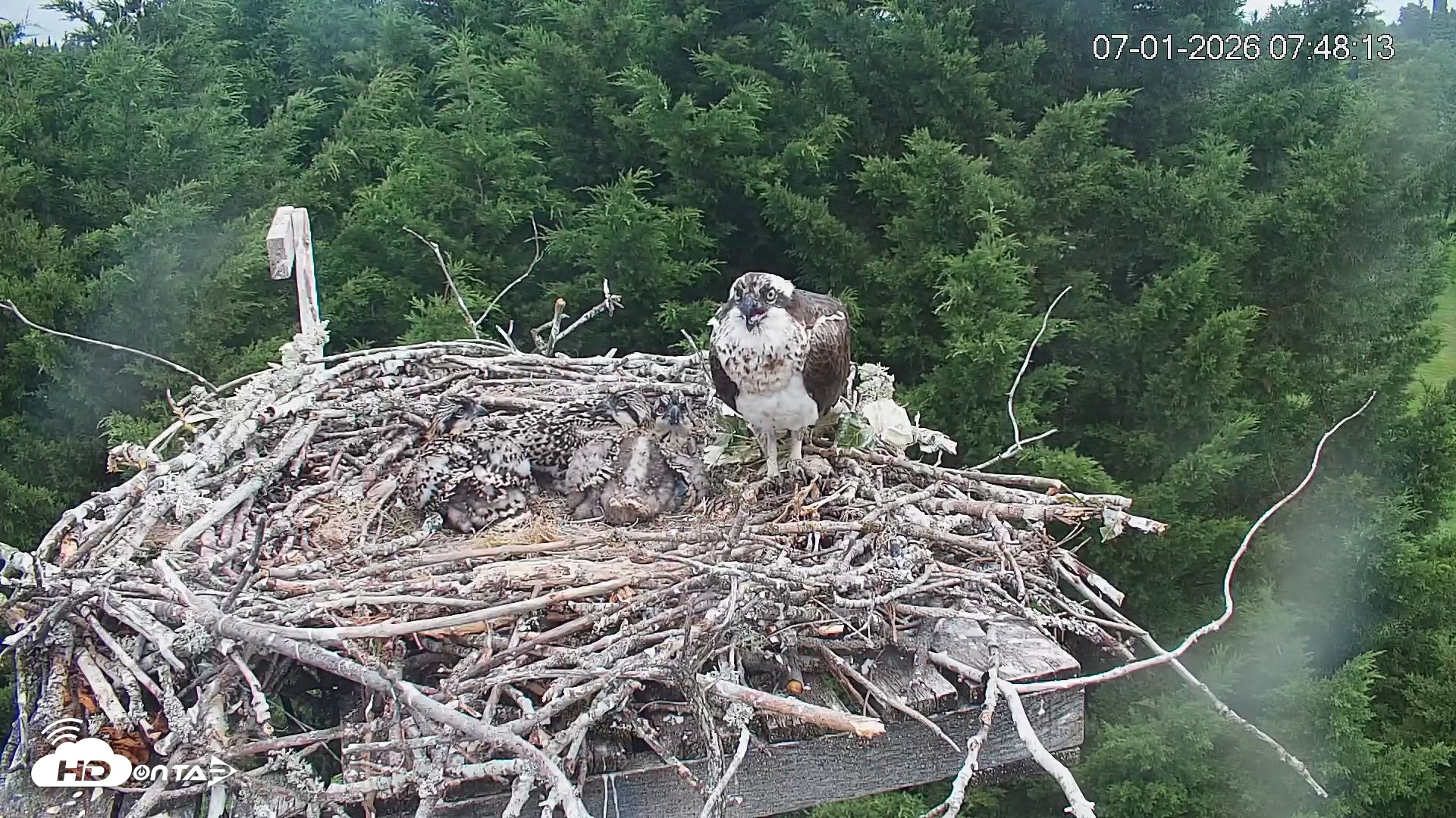 Snapshot of Medina Washington Live Osprey Nest Webcam taken Jul 1, 2026, 7:49am PDT