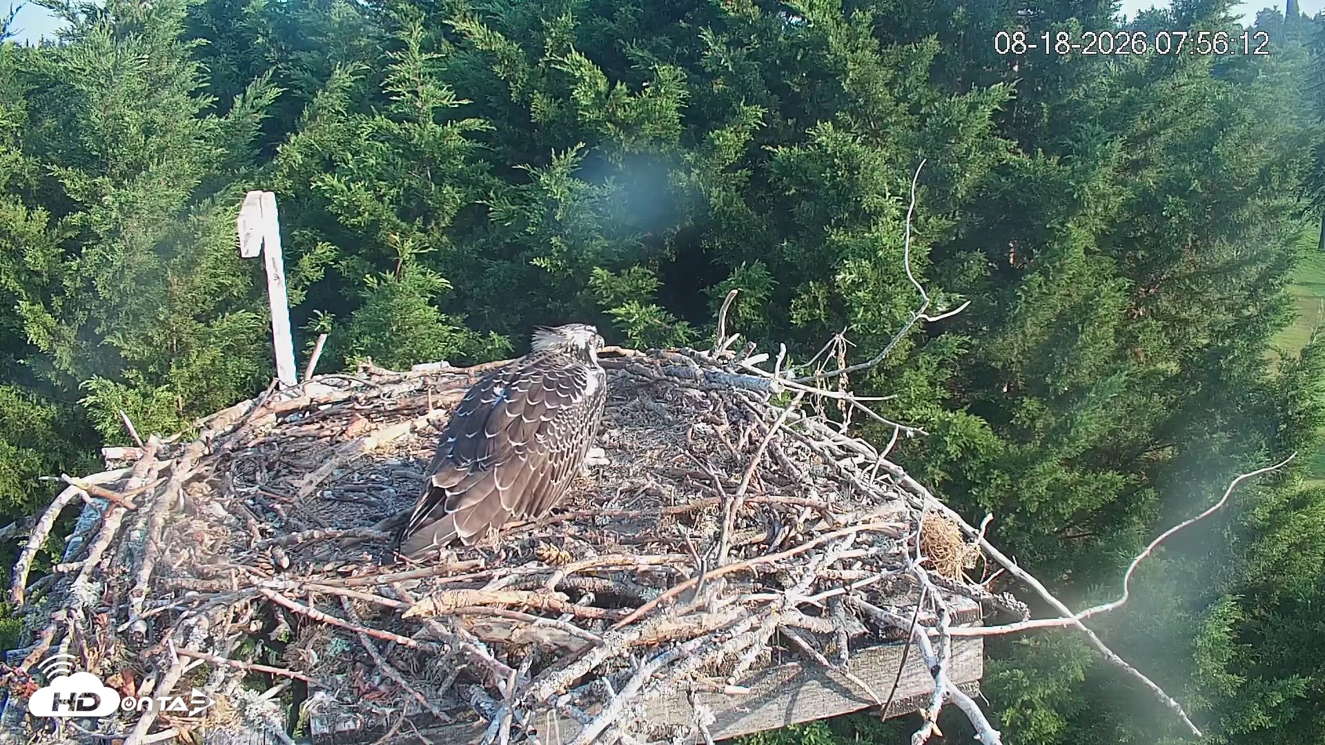 Snapshot of Medina Washington Live Osprey Nest Webcam taken Aug 18, 2026, 7:57am PDT