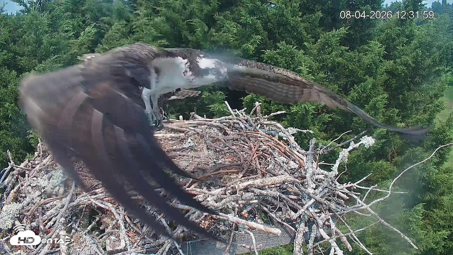 Snapshot of Medina Washington Live Osprey Nest Webcam taken Aug 4, 2026, 12:32pm PDT