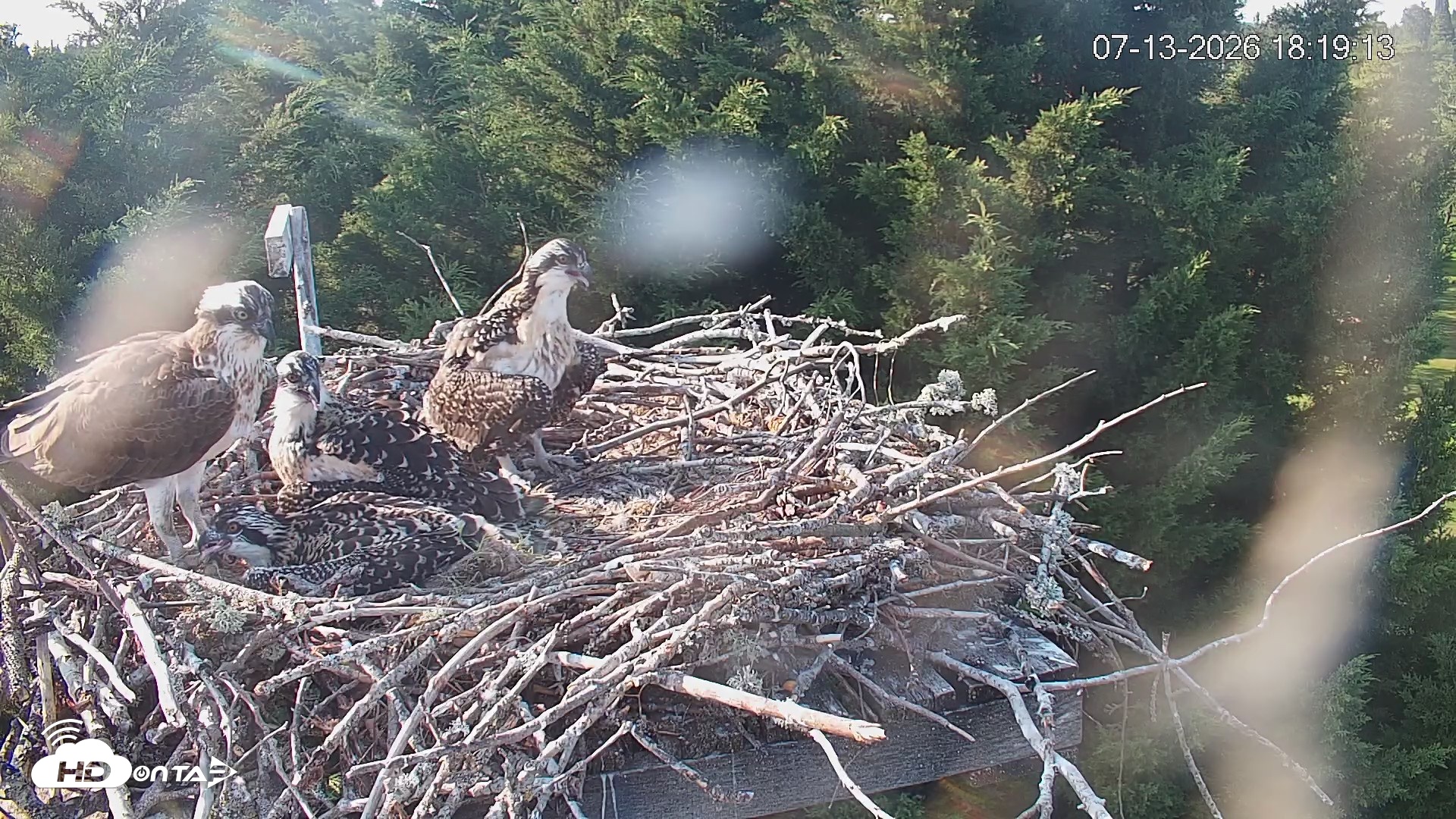 Snapshot of Medina Washington Live Osprey Nest Webcam taken Jul 13, 2026, 6:19pm PDT