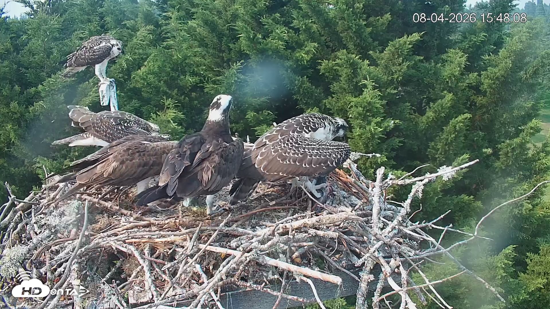 Snapshot of Medina Washington Live Osprey Nest Webcam taken Aug 4, 2026, 3:48pm PDT