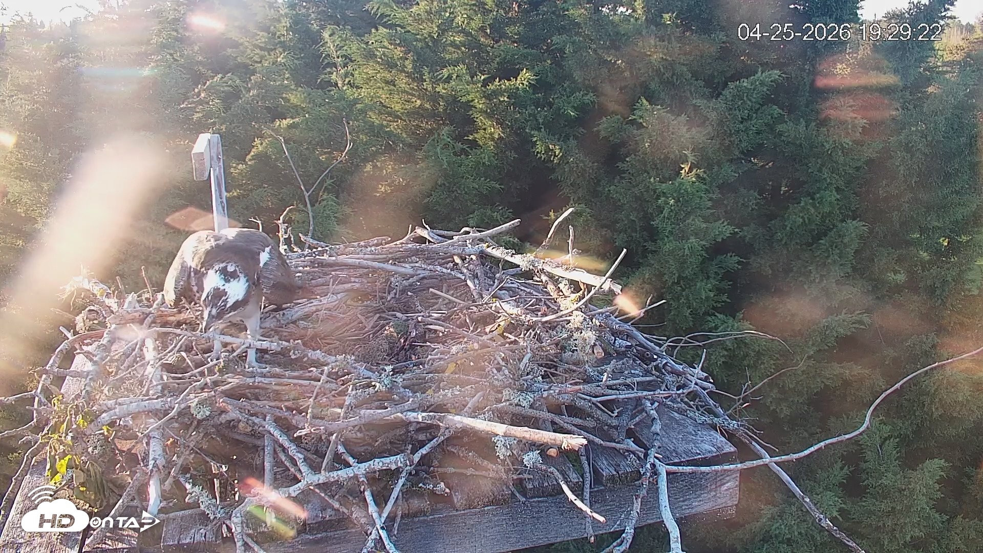 Snapshot of Medina Washington Live Osprey Nest Webcam taken Apr 25, 2026, 7:30pm PDT