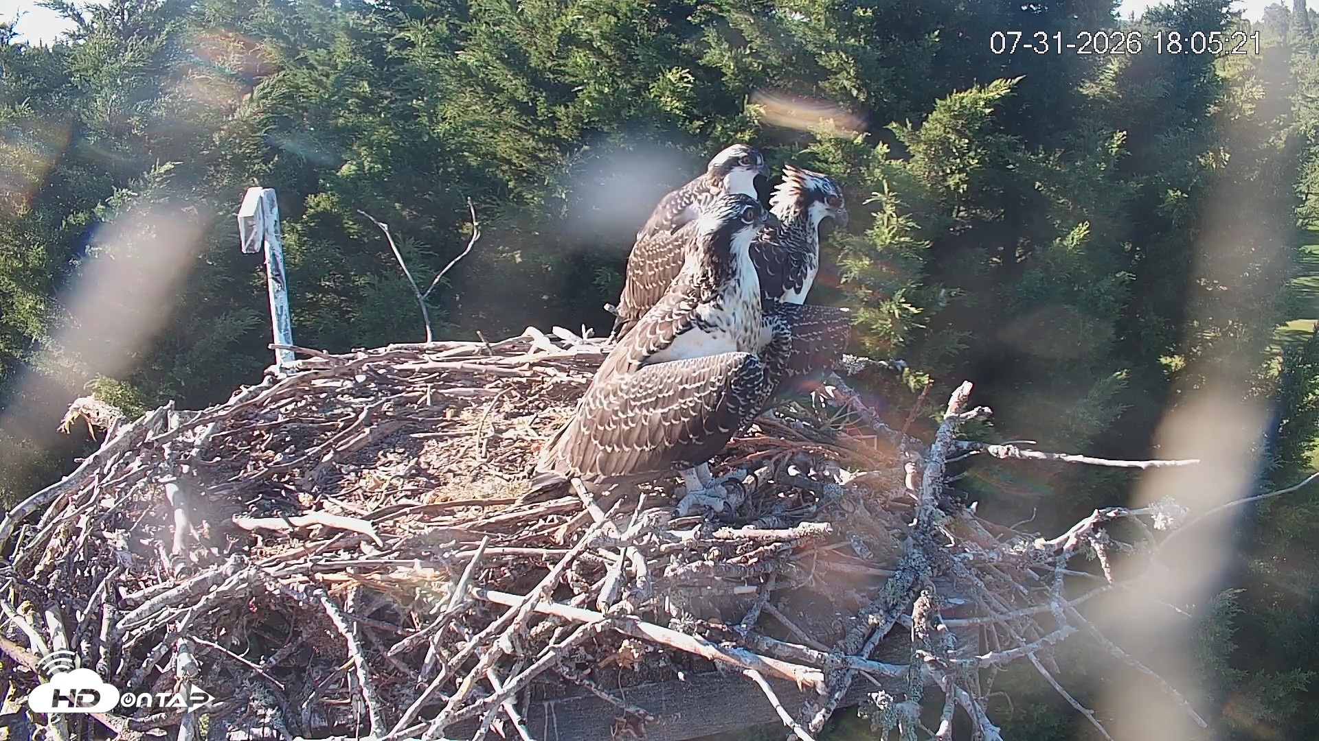 Snapshot of Medina Washington Live Osprey Nest Webcam taken Jul 31, 2026, 6:05pm PDT