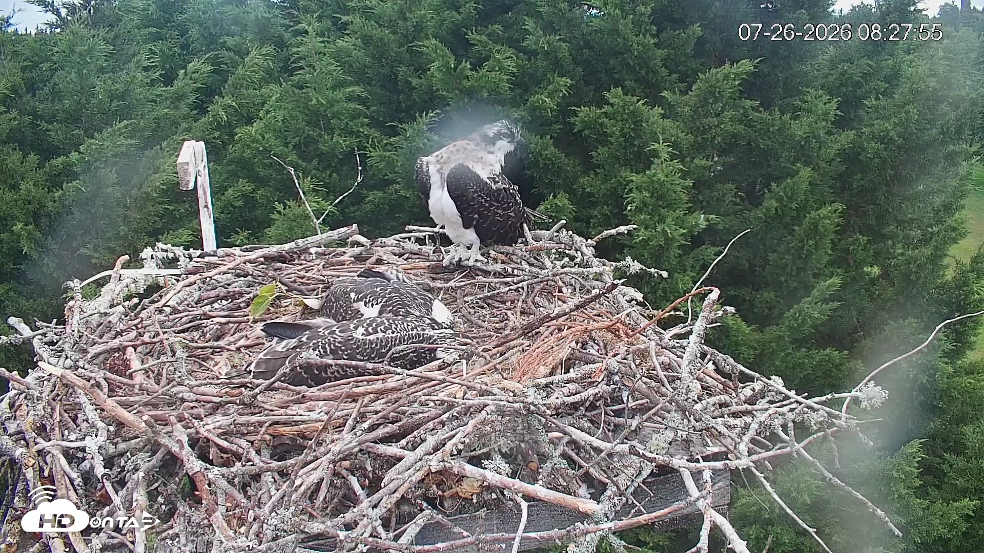 Snapshot of Medina Washington Live Osprey Nest Webcam taken Jul 26, 2026, 8:28am PDT