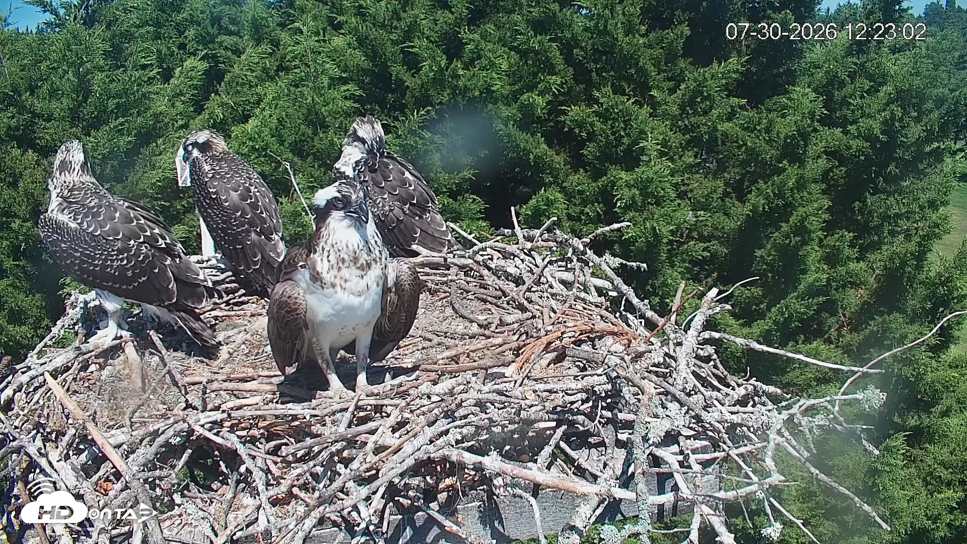 Snapshot of Medina Washington Live Osprey Nest Webcam taken Jul 30, 2026, 12:23pm PDT