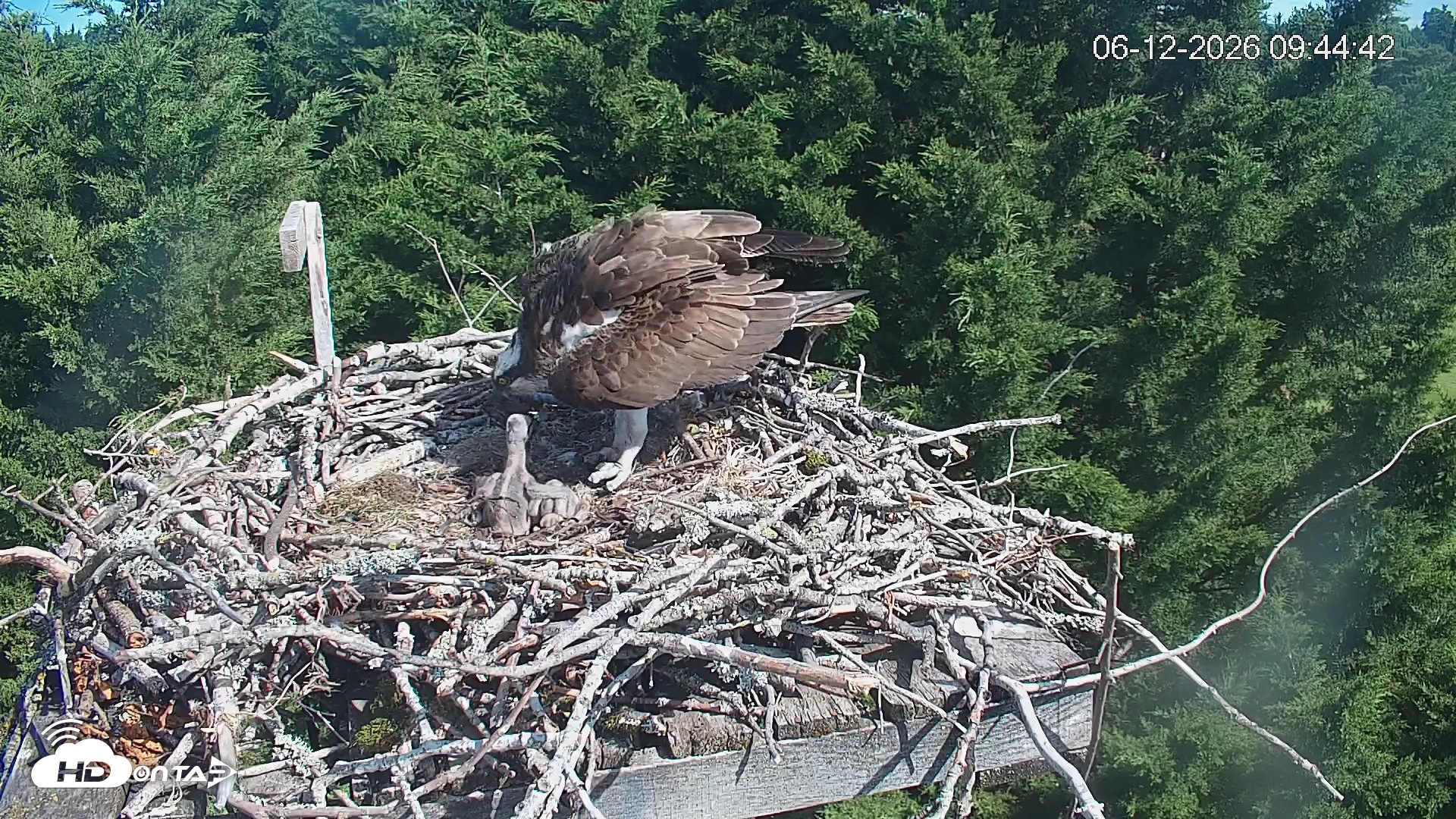 Snapshot of Medina Washington Live Osprey Nest Webcam taken Jun 12, 2026, 9:45am PDT