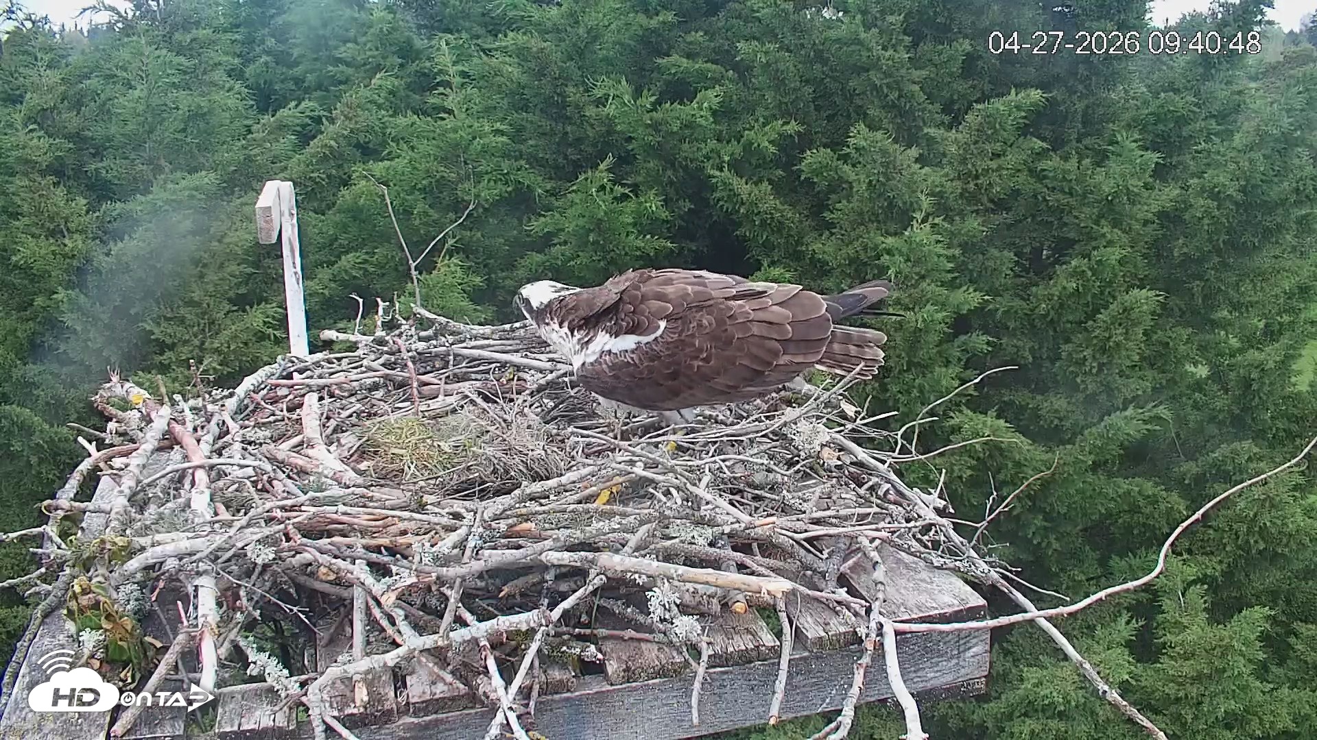 Snapshot of Medina Washington Live Osprey Nest Webcam taken Apr 27, 2026, 9:41am PDT