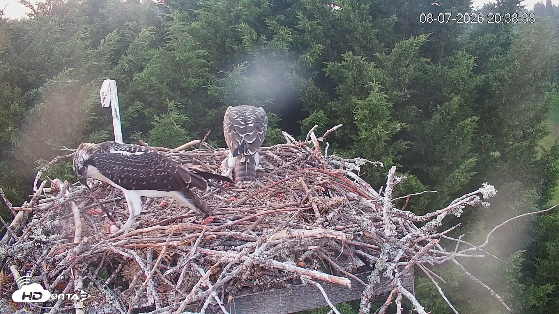 Snapshot of Medina Washington Live Osprey Nest Webcam taken Aug 7, 2026, 8:39pm PDT