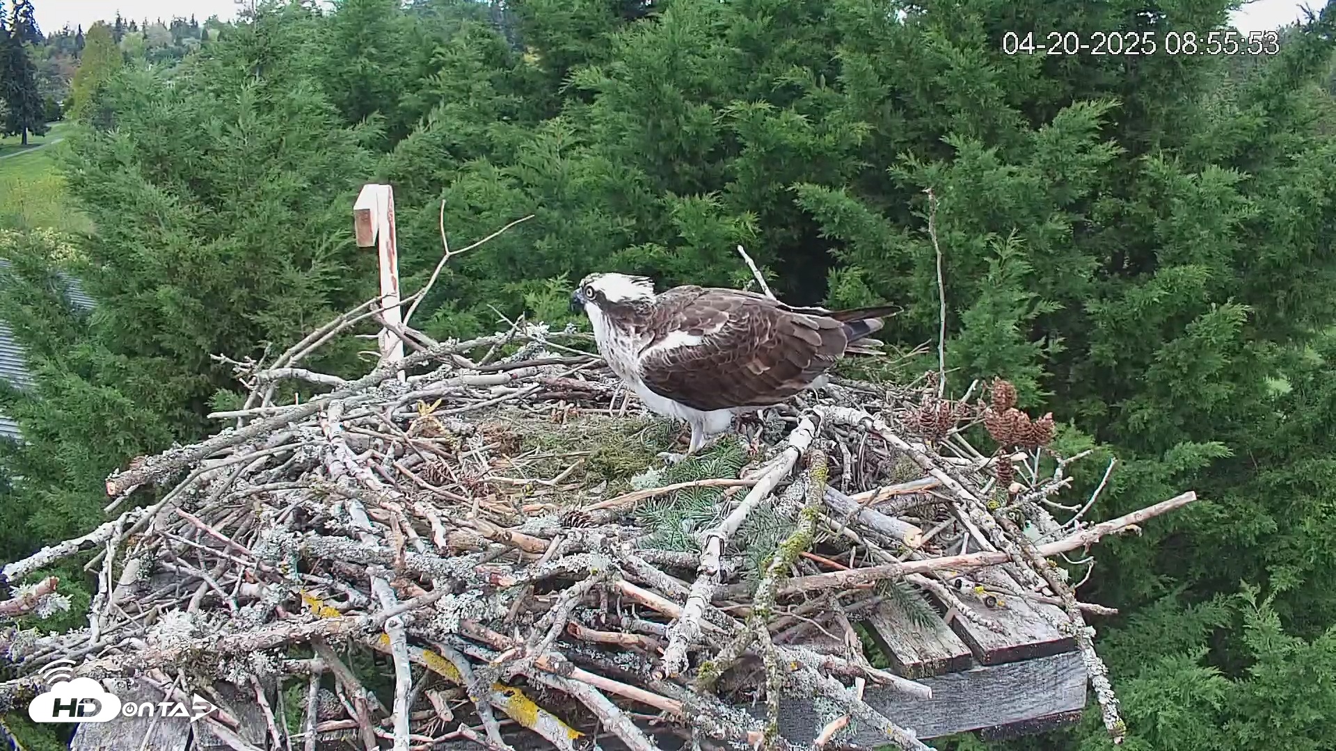 Snapshot of Medina Washington Live Osprey Nest Webcam taken Apr 20, 2025, 8:56am PDT