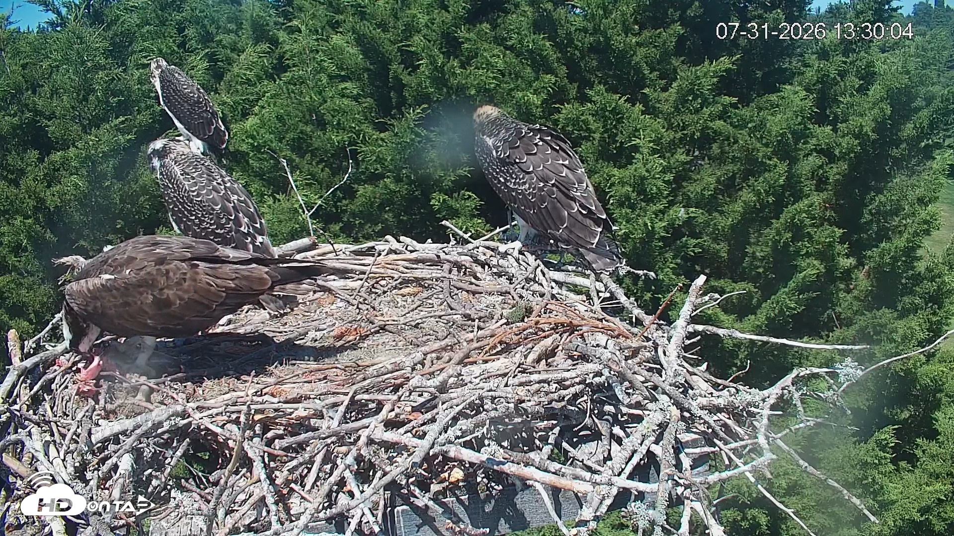 Snapshot of Medina Washington Live Osprey Nest Webcam taken Jul 31, 2026, 1:30pm PDT