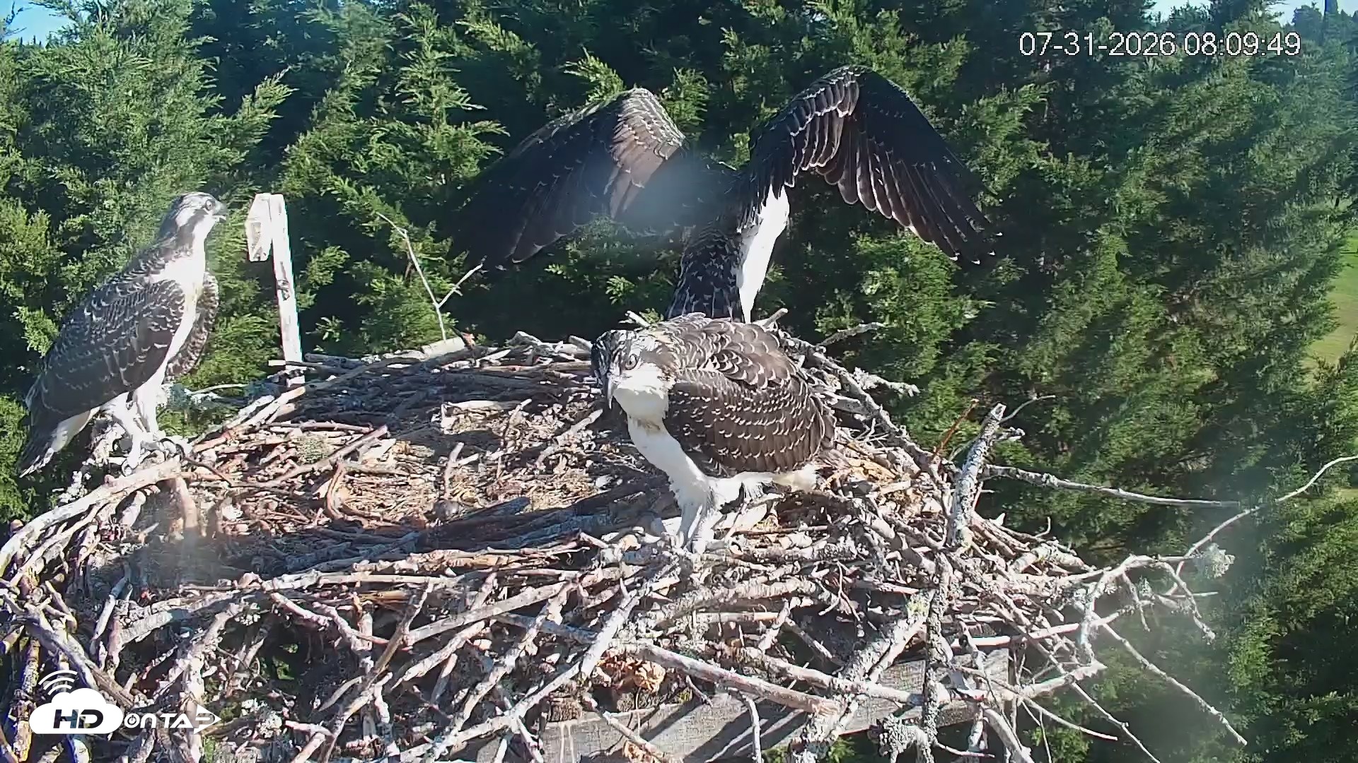 Snapshot of Medina Washington Live Osprey Nest Webcam taken Jul 31, 2026, 8:10am PDT