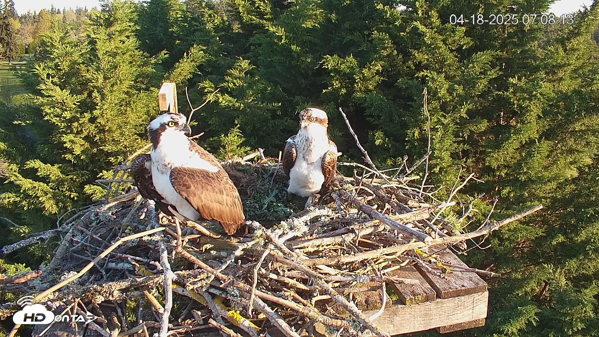 Snapshot of Medina Washington Live Osprey Nest Webcam taken Apr 18, 2025, 7:08am PDT