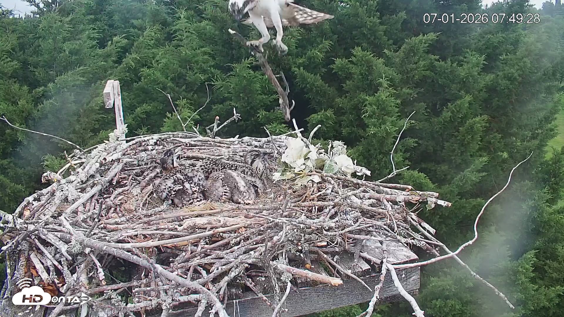 Snapshot of Medina Washington Live Osprey Nest Webcam taken Jul 1, 2026, 7:50am PDT