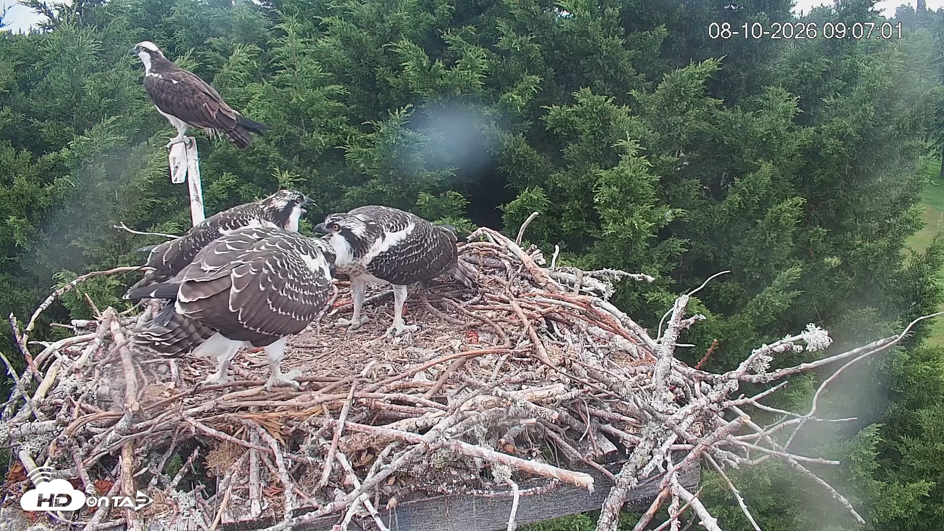 Snapshot of Medina Washington Live Osprey Nest Webcam taken Aug 10, 2026, 9:07am PDT
