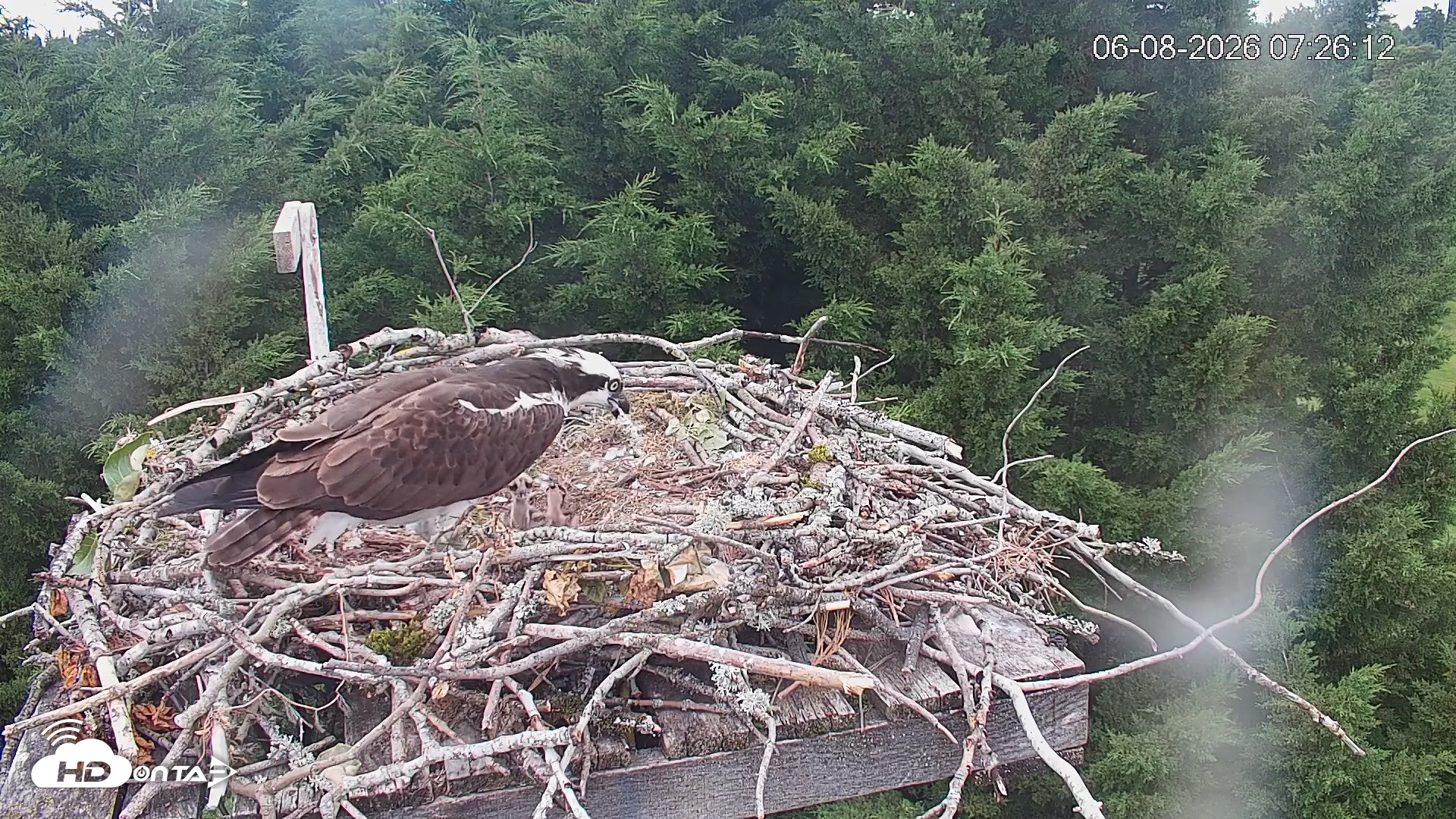 Snapshot of Medina Washington Live Osprey Nest Webcam taken Jun 8, 2026, 7:26am PDT