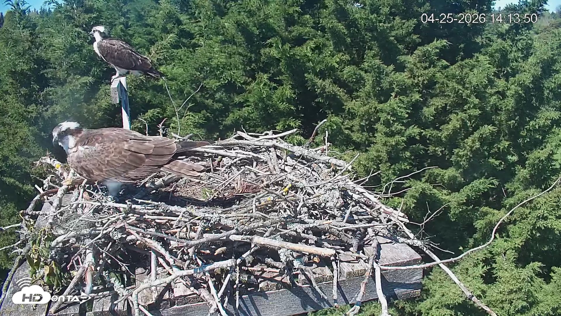 Snapshot of Medina Washington Live Osprey Nest Webcam taken Apr 25, 2026, 2:14pm PDT