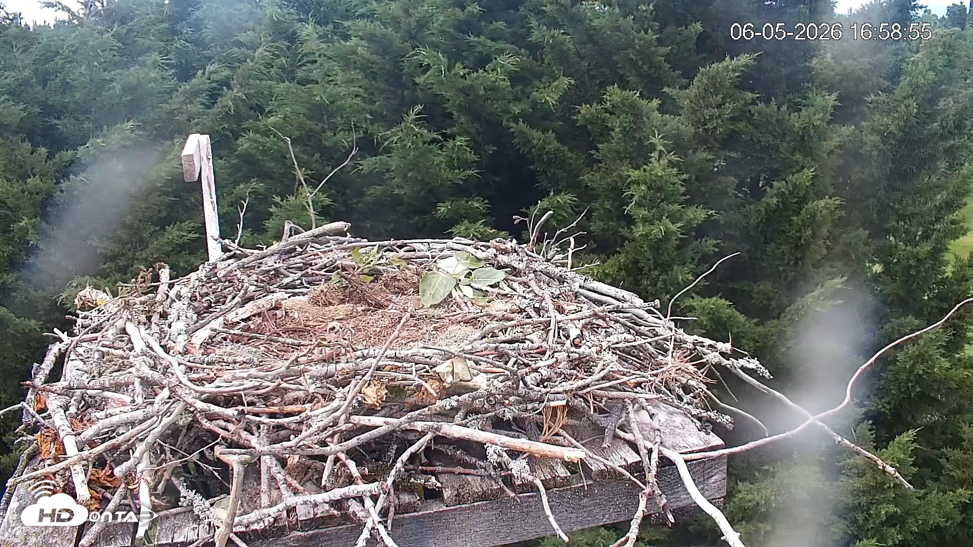 Snapshot of Medina Washington Live Osprey Nest Webcam taken Jun 5, 2026, 5:00pm PDT