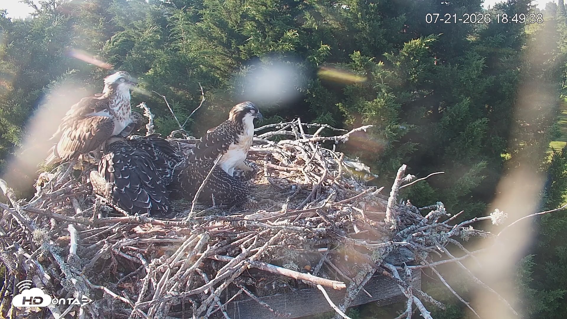 Snapshot of Medina Washington Live Osprey Nest Webcam taken Jul 21, 2026, 6:50pm PDT
