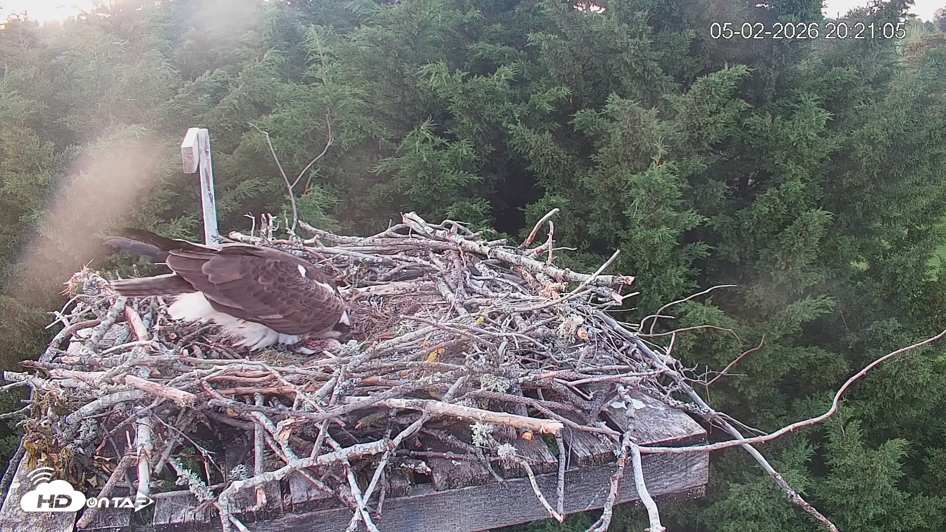 Snapshot of Medina Washington Live Osprey Nest Webcam taken May 2, 2026, 8:22pm PDT