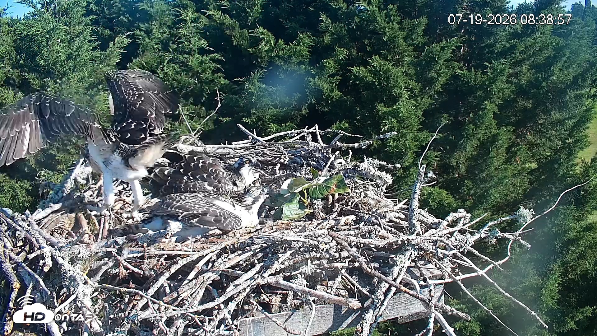Snapshot of Medina Washington Live Osprey Nest Webcam taken Jul 19, 2026, 8:43am PDT