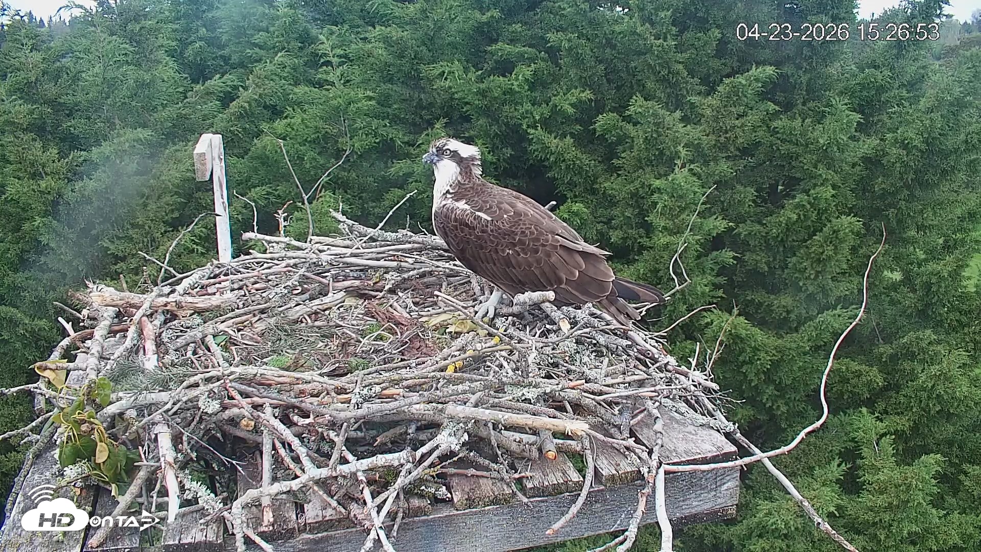 Snapshot of Medina Washington Live Osprey Nest Webcam taken Apr 23, 2026, 3:27pm PDT