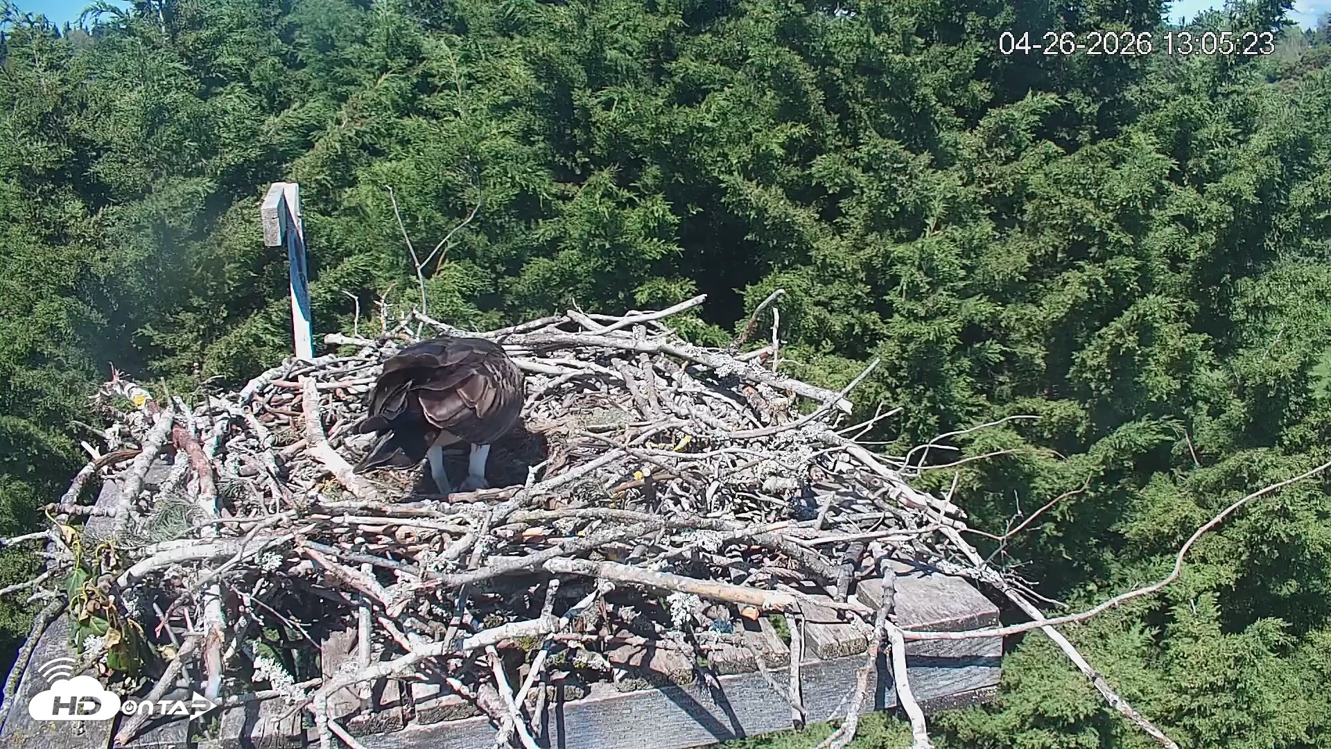 Snapshot of Medina Washington Live Osprey Nest Webcam taken Apr 26, 2026, 1:06pm PDT