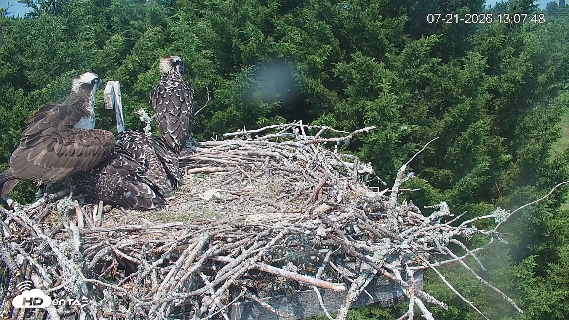 Snapshot of Medina Washington Live Osprey Nest Webcam taken Jul 21, 2026, 1:08pm PDT