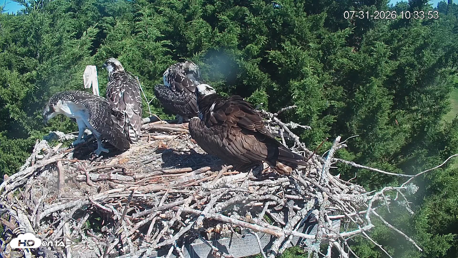 Snapshot of Medina Washington Live Osprey Nest Webcam taken Jul 31, 2026, 10:34am PDT