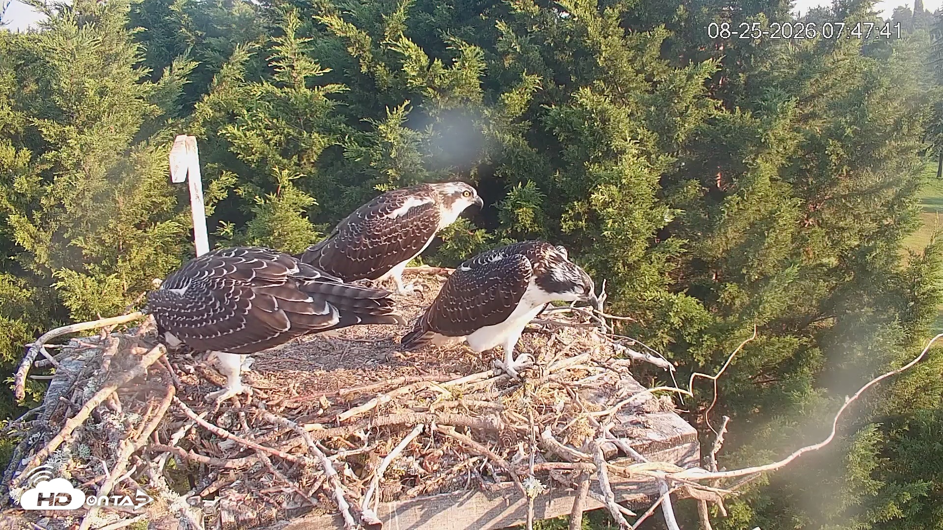 Snapshot of Medina Washington Live Osprey Nest Webcam taken Aug 25, 2026, 7:48am PDT