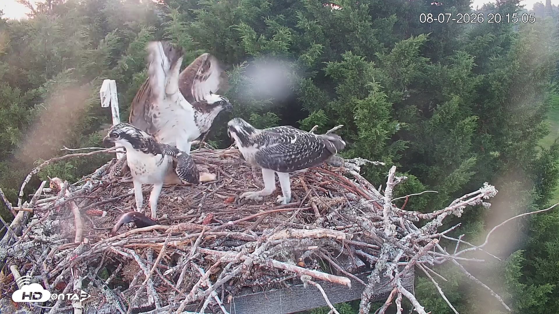 Snapshot of Medina Washington Live Osprey Nest Webcam taken Aug 7, 2026, 8:15pm PDT