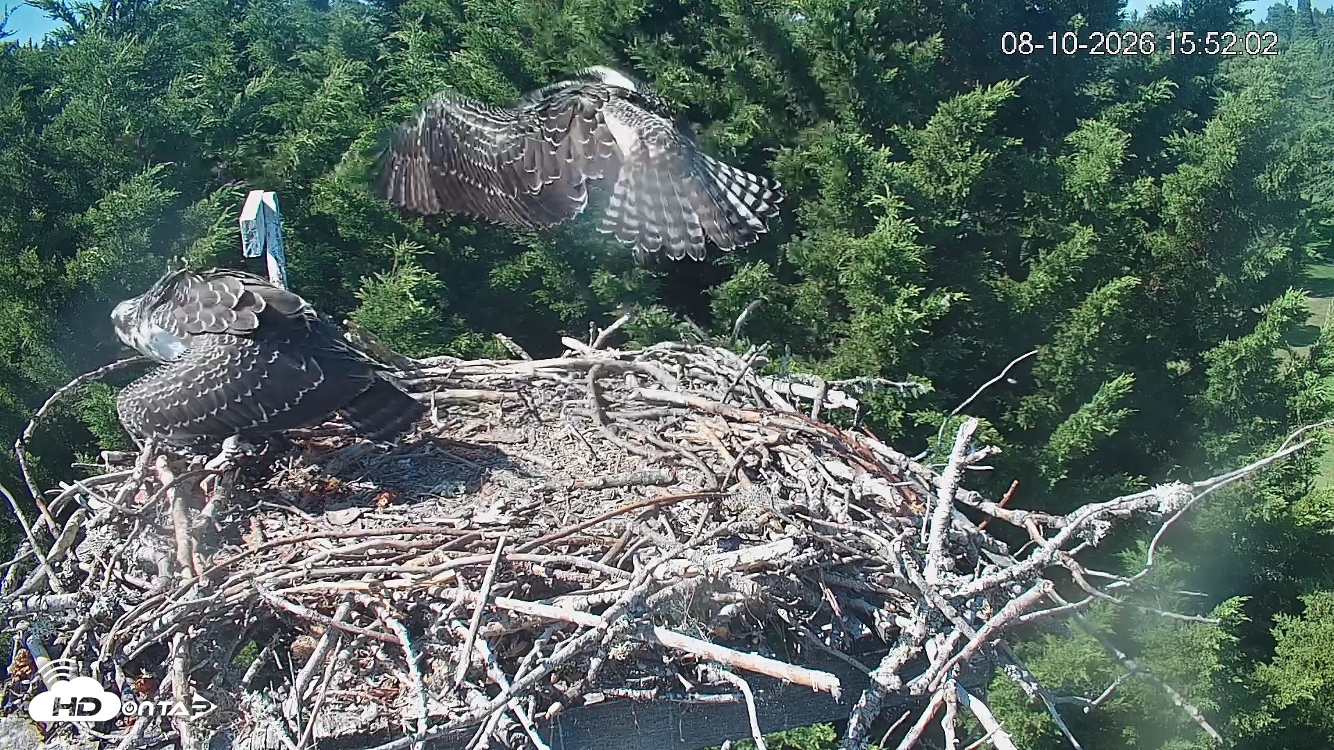 Snapshot of Medina Washington Live Osprey Nest Webcam taken Aug 10, 2026, 3:52pm PDT