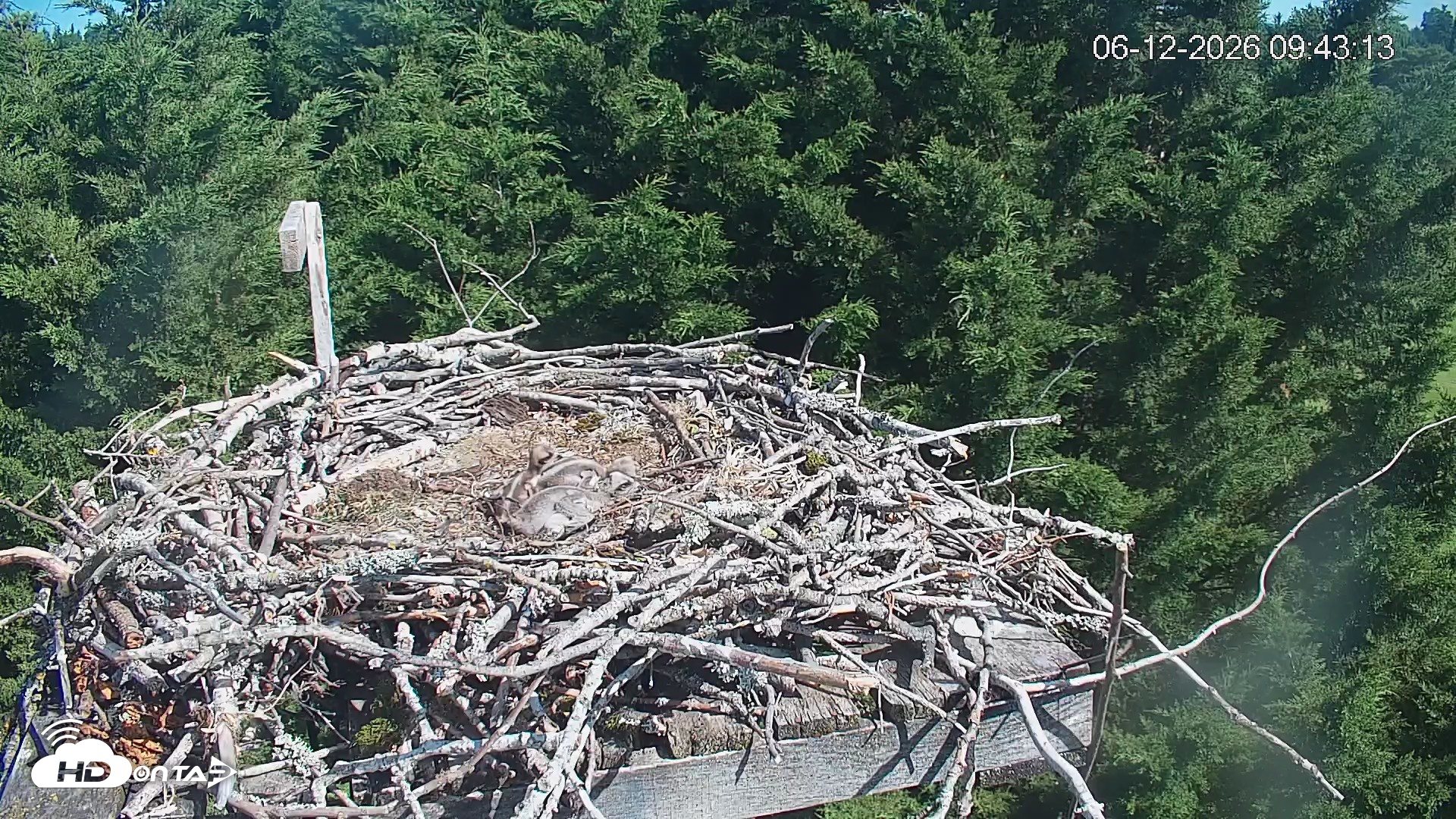 Snapshot of Medina Washington Live Osprey Nest Webcam taken Jun 12, 2026, 9:44am PDT