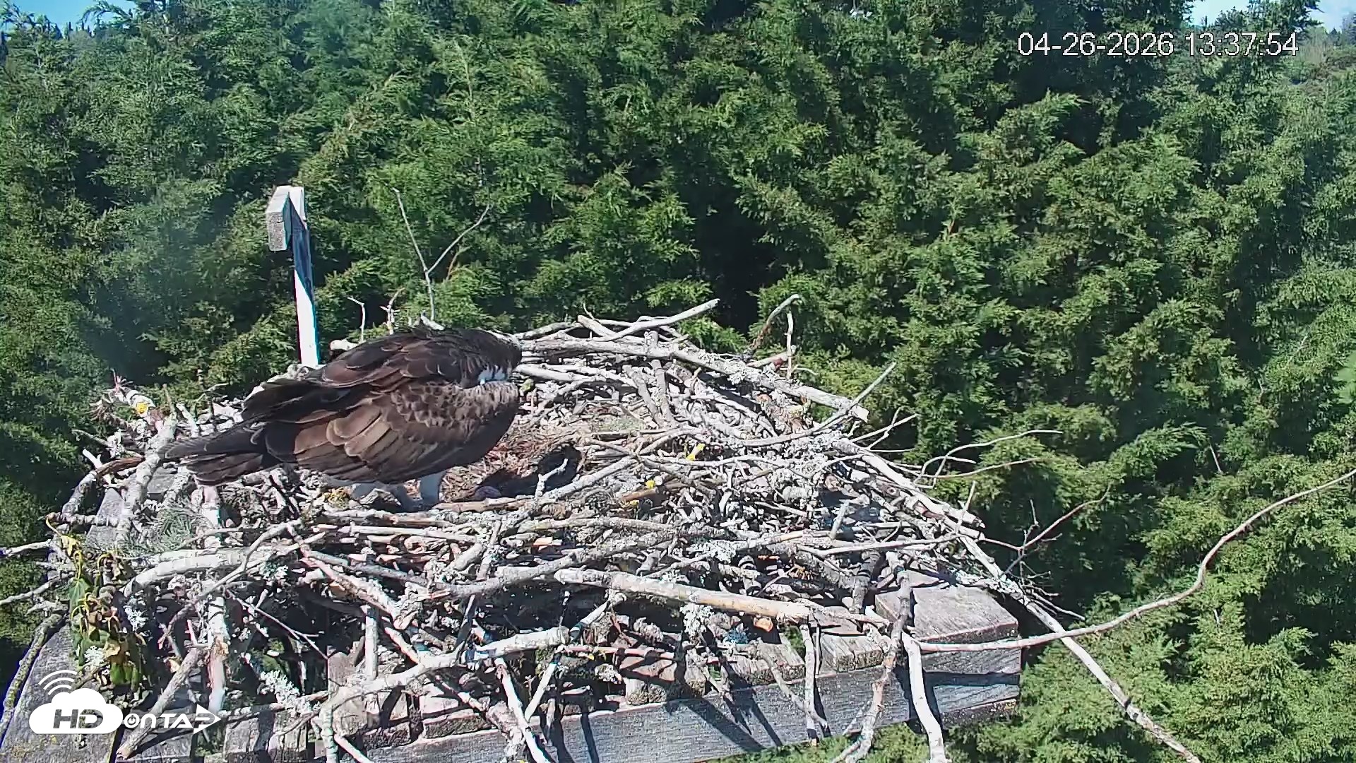 Snapshot of Medina Washington Live Osprey Nest Webcam taken Apr 26, 2026, 1:38pm PDT