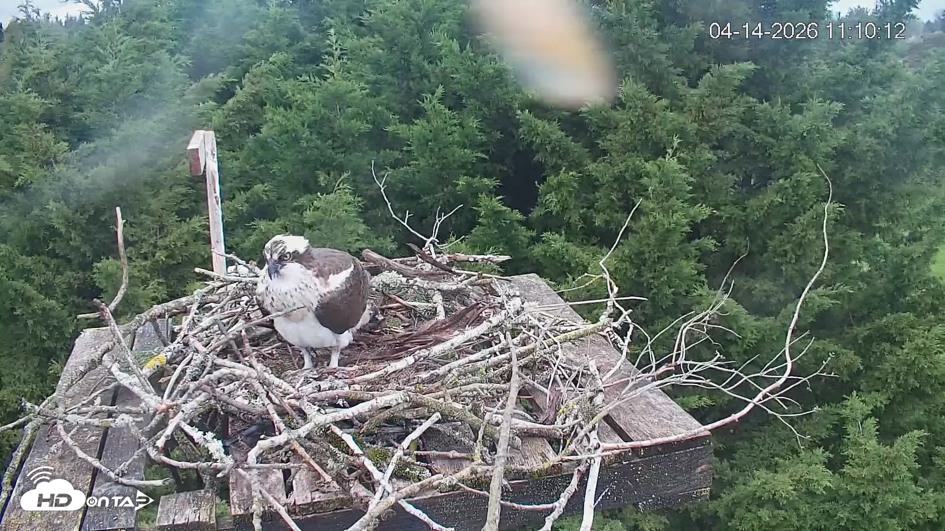 Snapshot of Medina Washington Live Osprey Nest Webcam taken Apr 14, 2026, 11:11am PDT