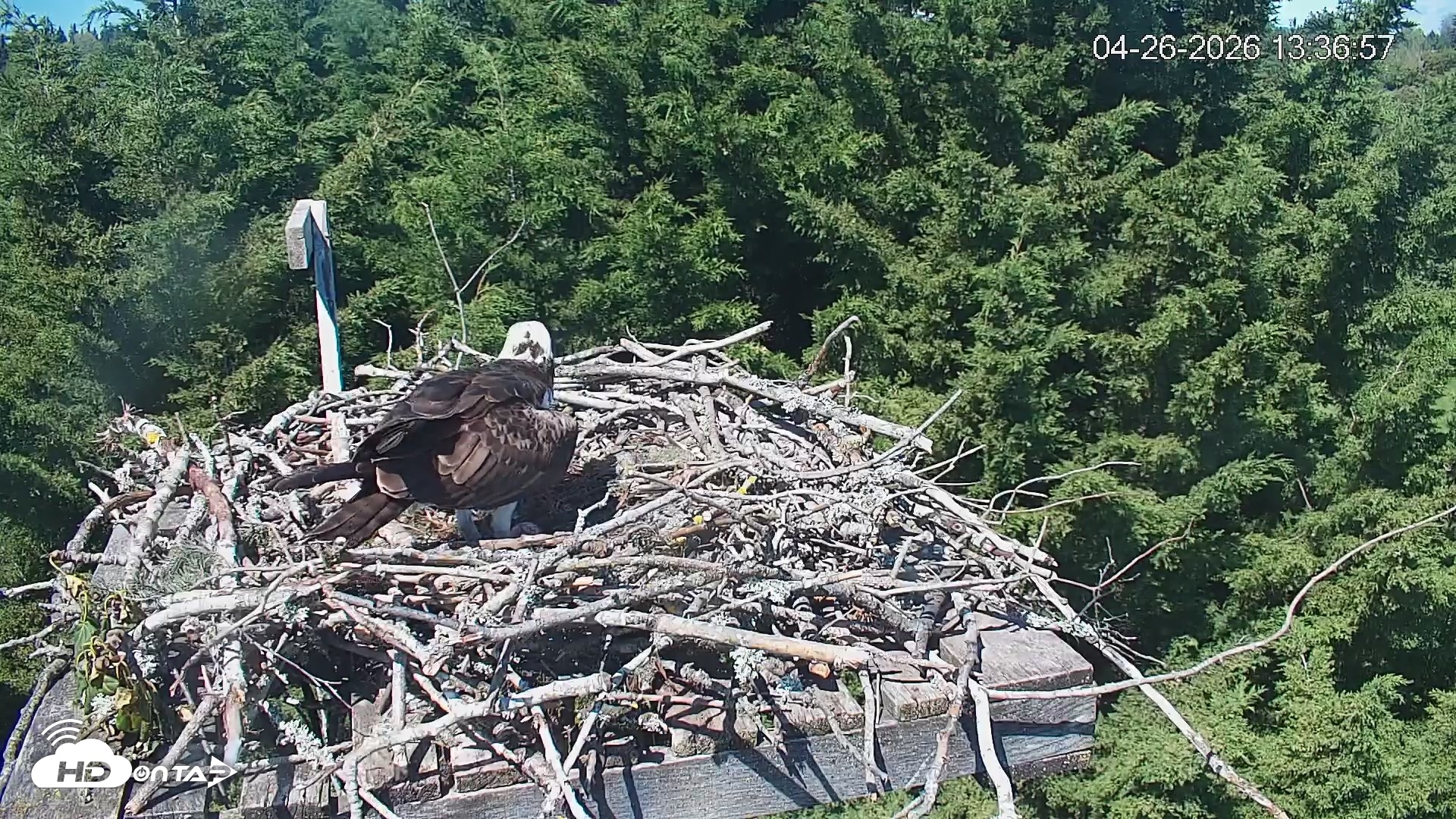 Snapshot of Medina Washington Live Osprey Nest Webcam taken Apr 26, 2026, 1:37pm PDT