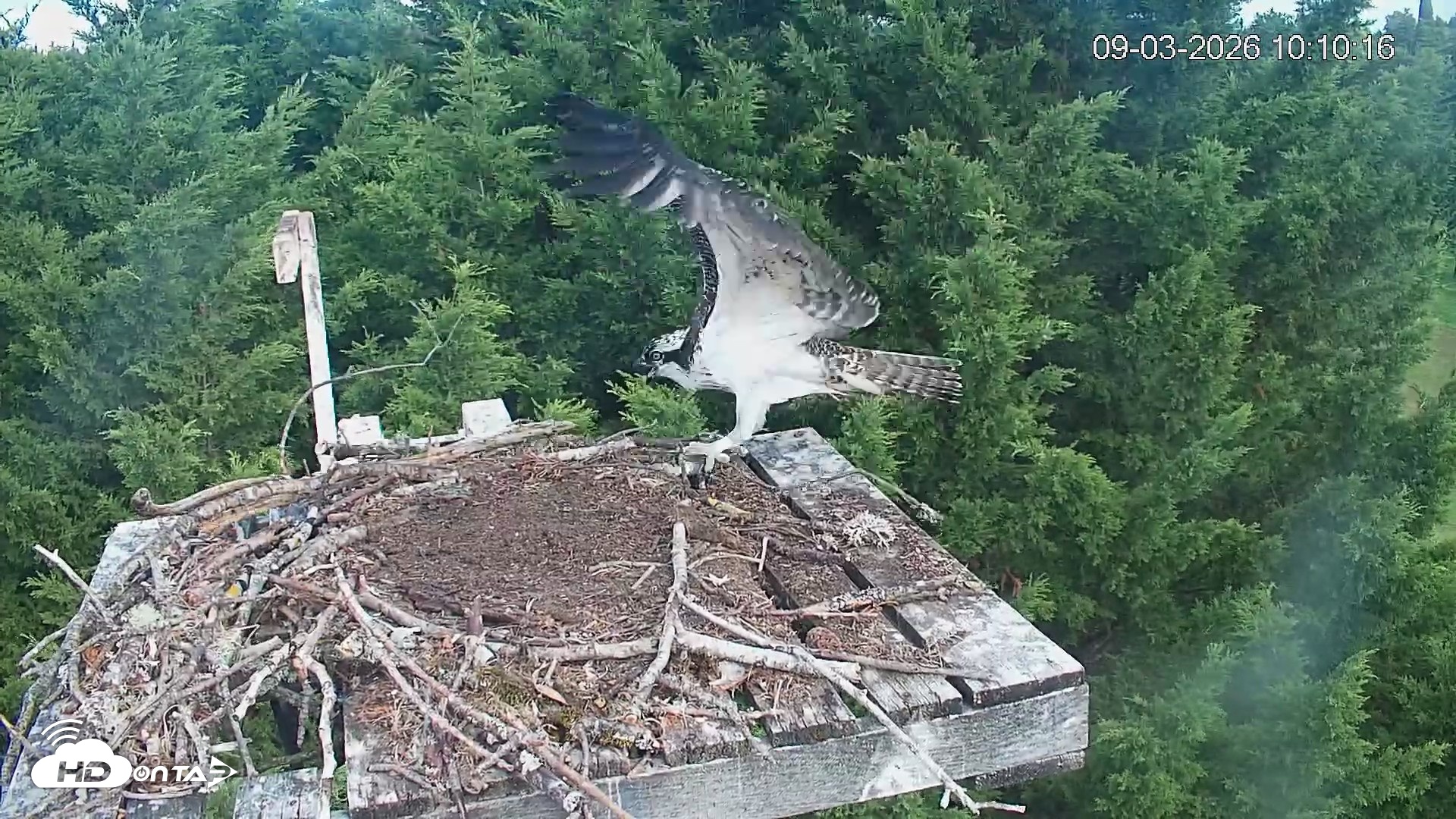 Snapshot of Medina Washington Live Osprey Nest Webcam taken Sep 3, 2026, 10:11am PDT