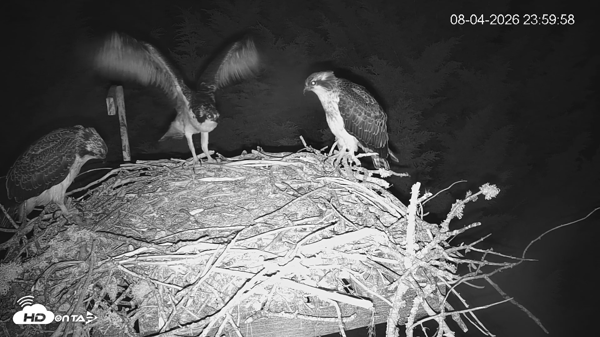 Snapshot of Medina Washington Live Osprey Nest Webcam taken Aug 5, 2026, 12:00am PDT