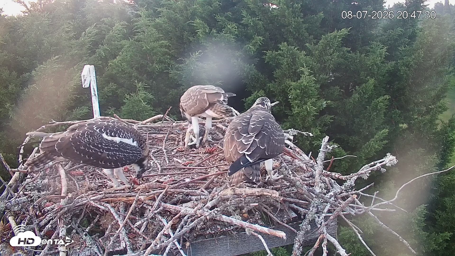 Snapshot of Medina Washington Live Osprey Nest Webcam taken Aug 7, 2026, 8:48pm PDT