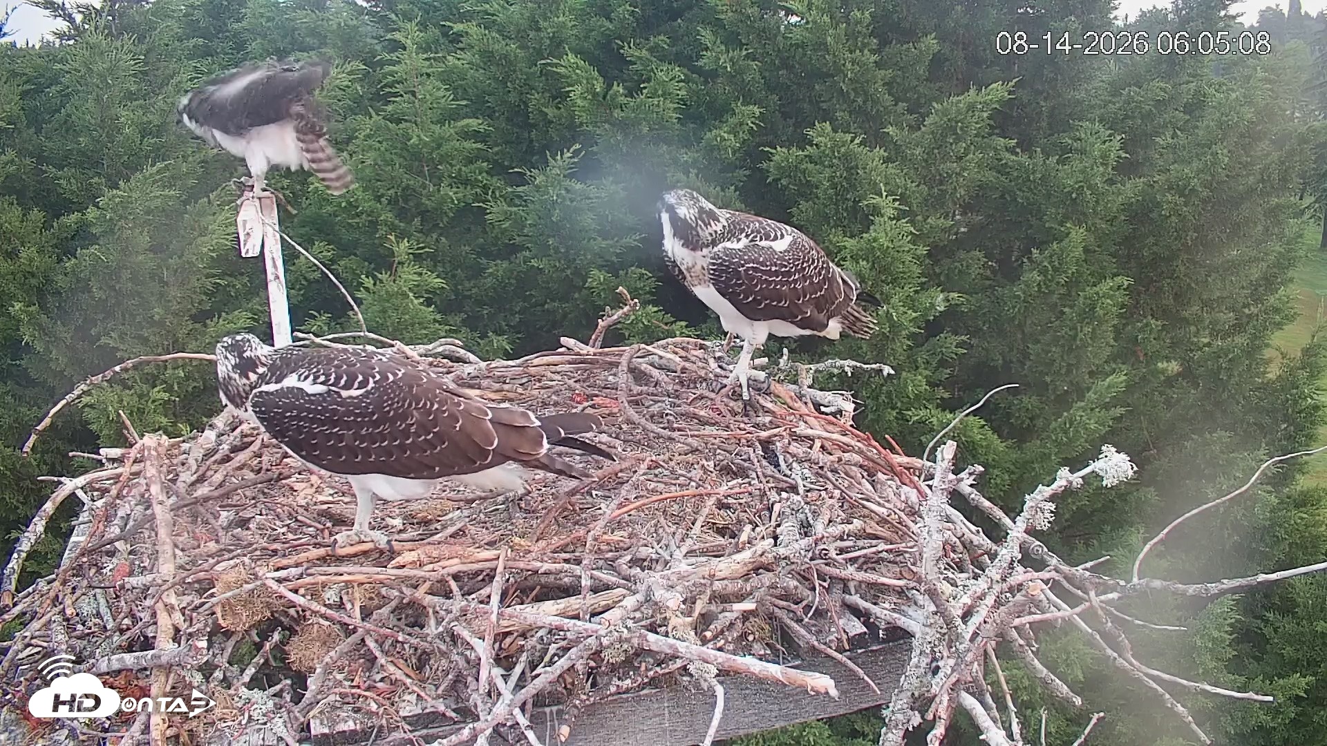 Snapshot of Medina Washington Live Osprey Nest Webcam taken Aug 14, 2026, 6:05am PDT