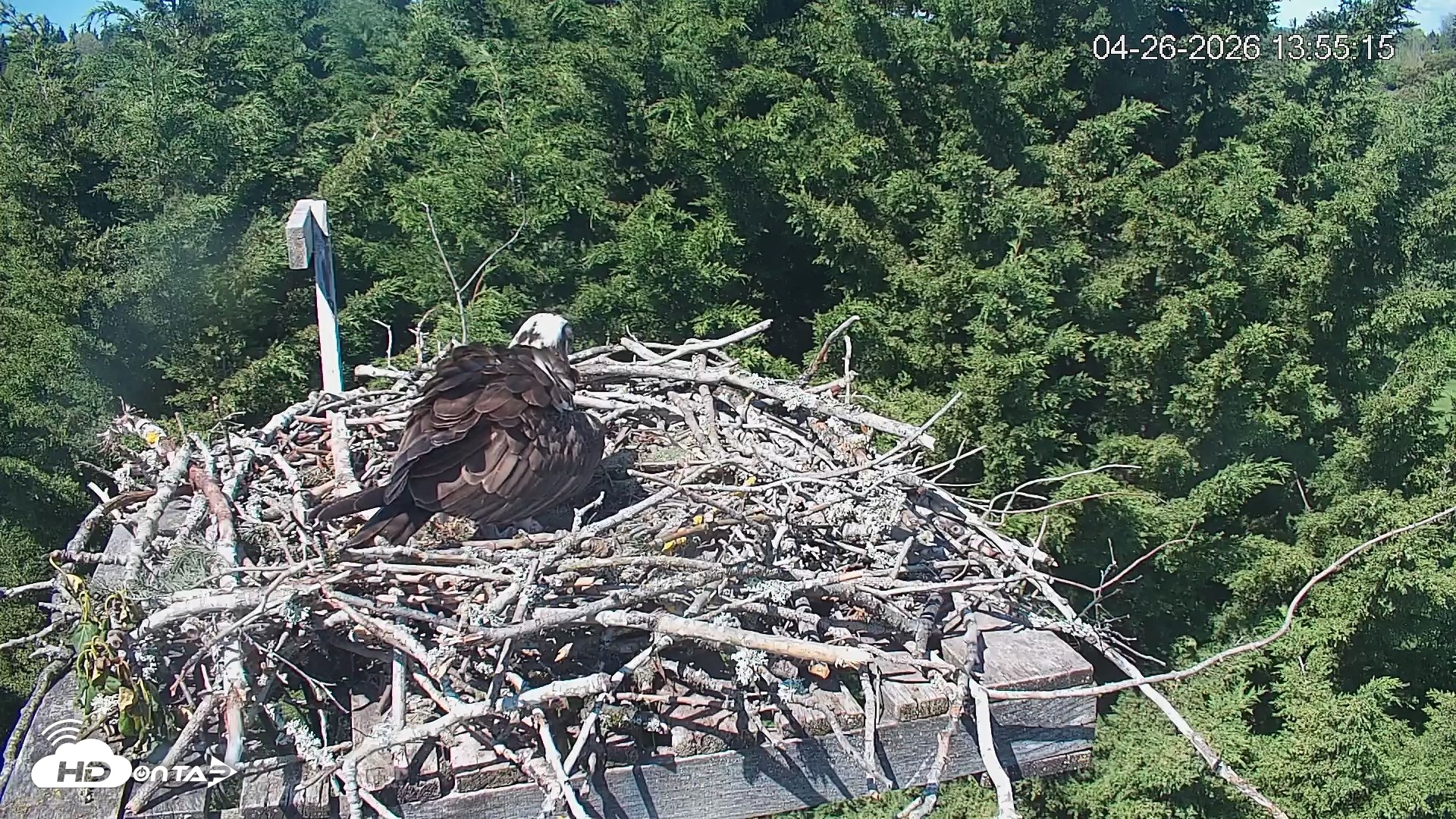 Snapshot of Medina Washington Live Osprey Nest Webcam taken Apr 26, 2026, 1:56pm PDT