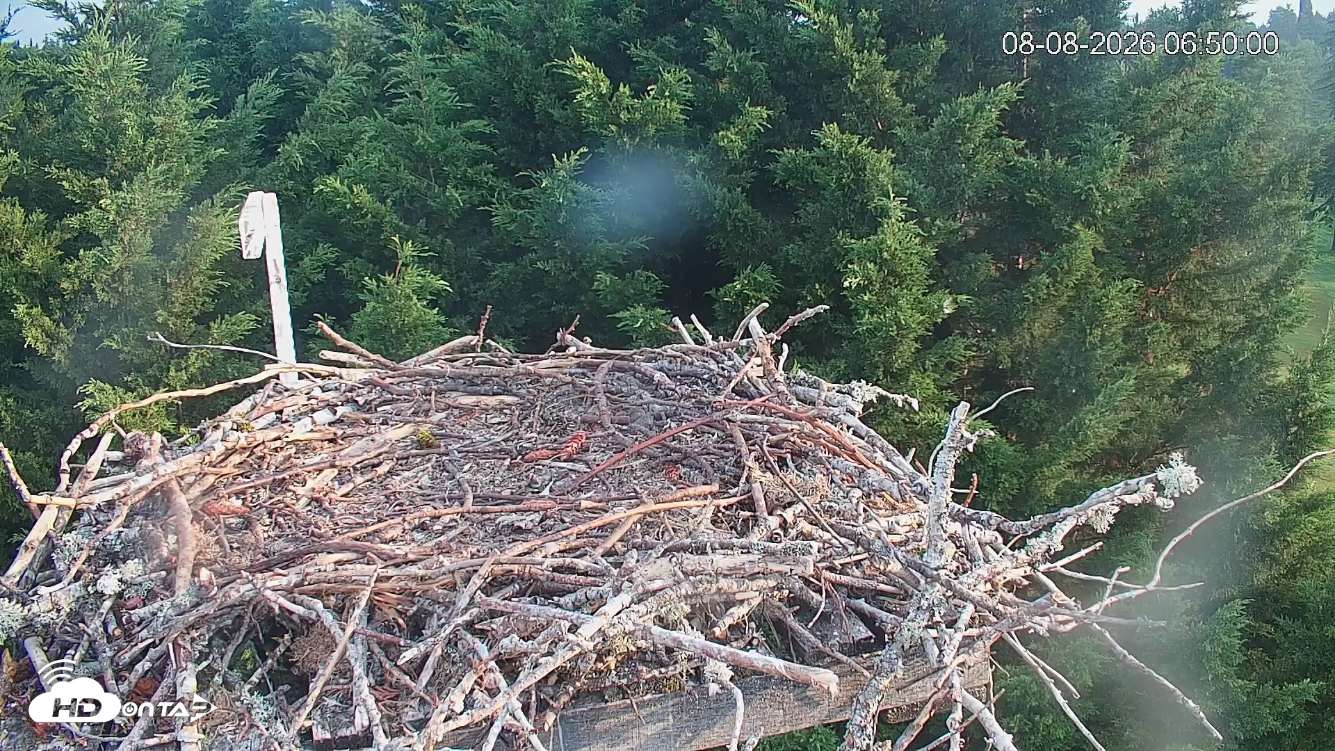 Snapshot of Medina Washington Live Osprey Nest Webcam taken Aug 8, 2026, 6:50am PDT