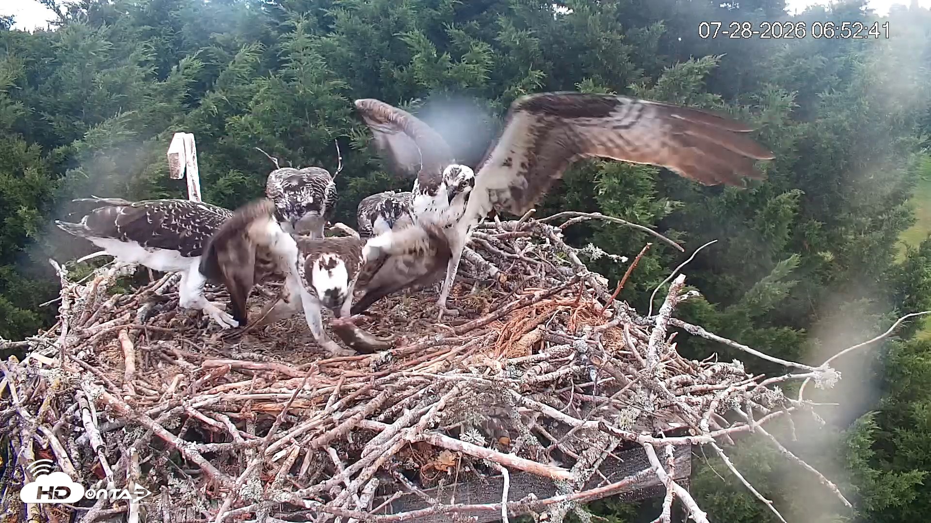 Snapshot of Medina Washington Live Osprey Nest Webcam taken Jul 28, 2026, 6:54am PDT