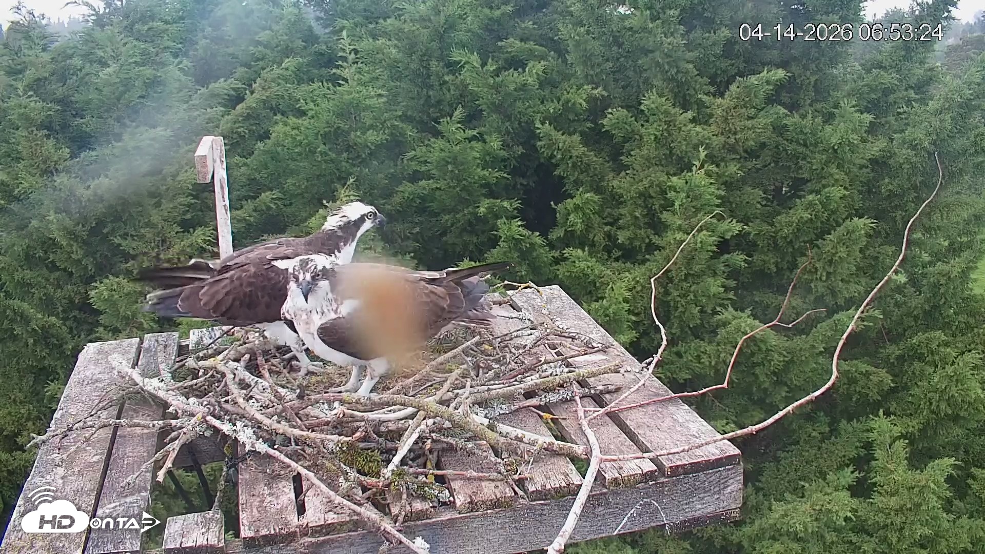Snapshot of Medina Washington Live Osprey Nest Webcam taken Apr 14, 2026, 6:54am PDT